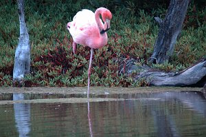 Flamingo, Greater, 2004-11014695